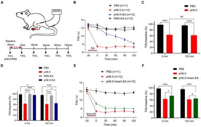 Astrocyte activation in hindlimb somatosensory cortex contributes to electroacupuncture analgesia in acid-induced pain